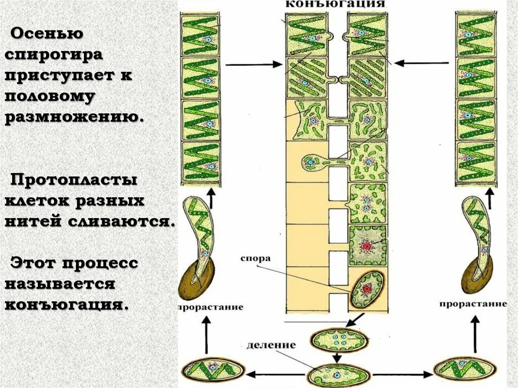 Строение клетки спирогиры. Водоросль спирогира клетки. конъюгация водоросли спирогиры. спирогира водоросль строение. зигоспора спирогиры.