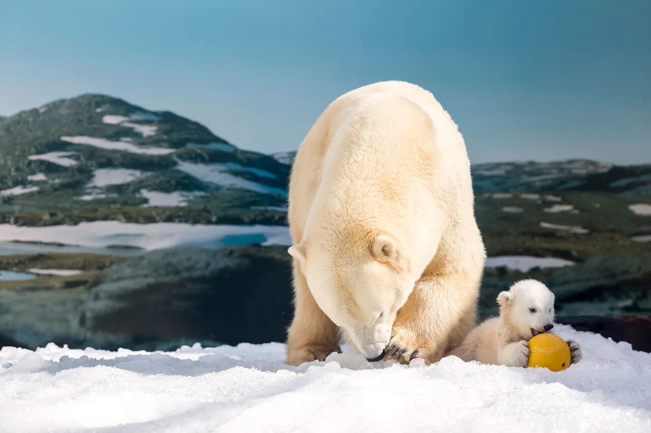 вымирание белых медведей. белый медведь. белый медведь режим работы. белые медведи в новосибирском зоопарке. белушья губа новая земля.