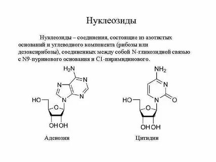 Пуриновые и пиримидиновые основания нуклеозиды нуклеотиды