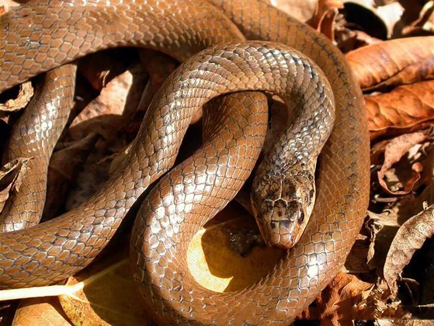 Snake wiki