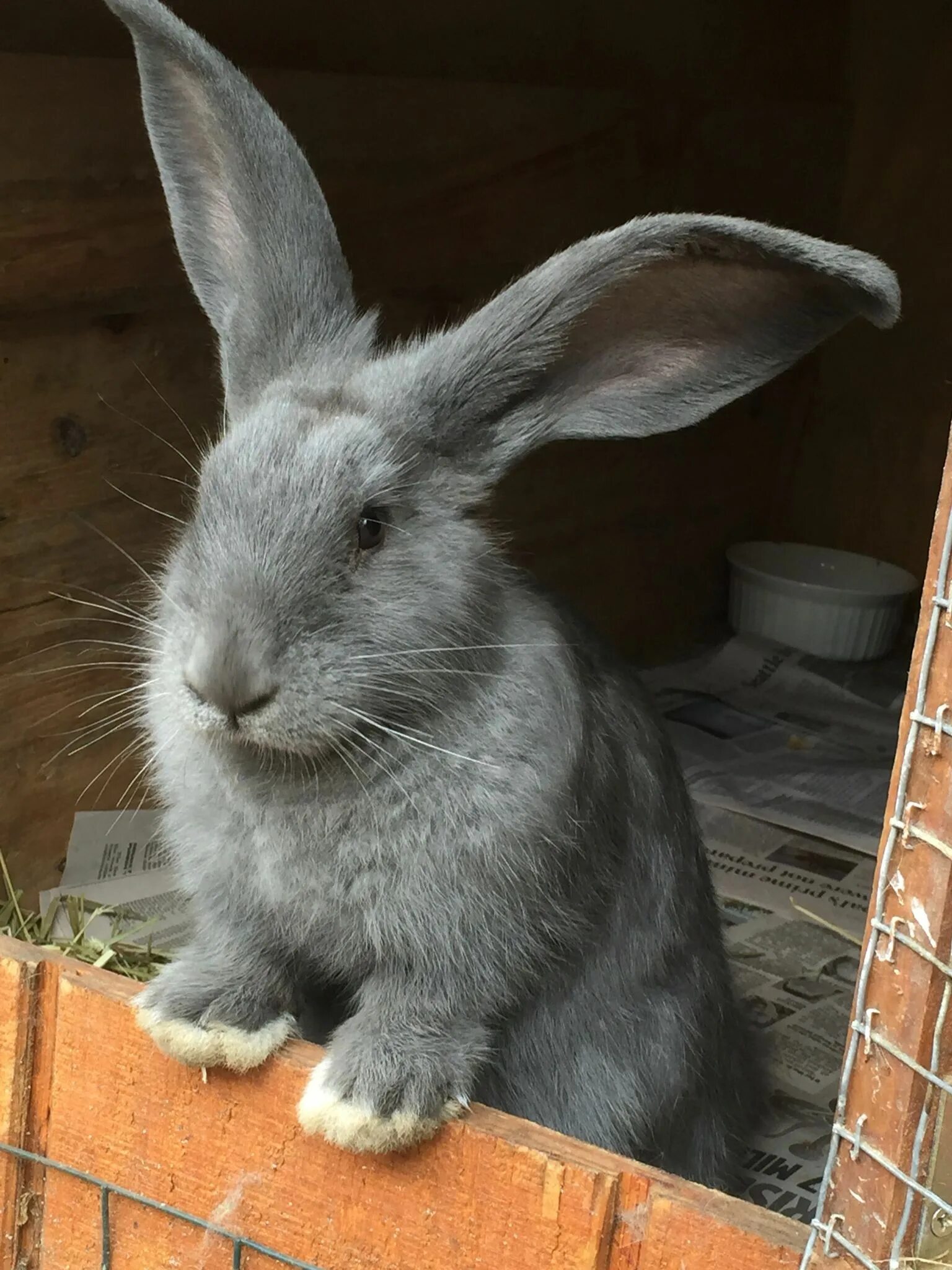 Купить кролика в курске. Кролики породы Фландр черный. Flemish giant Rabbit. Фландрский кролик. Кролик породы Конти.