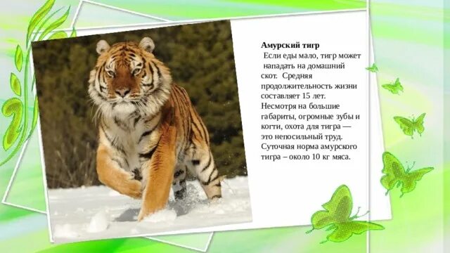 Проект про амурского тигра 4 класс Доклад амурский тигр фото
