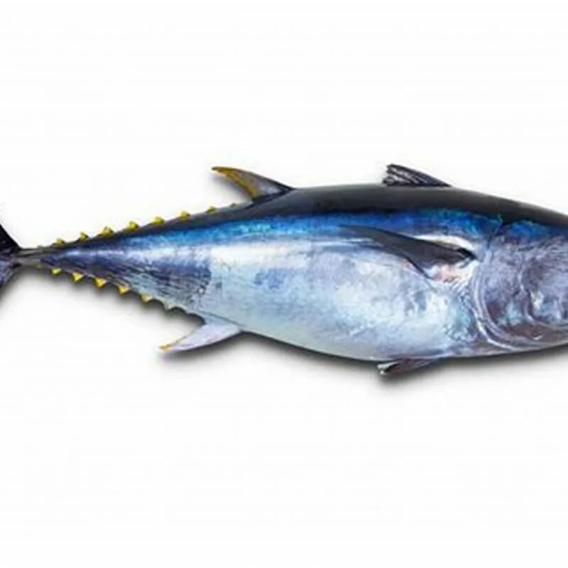Рыба тунец цена. Тунец Блюфин. Голубой тунец. Семейство тунцовых. Белый тунец.