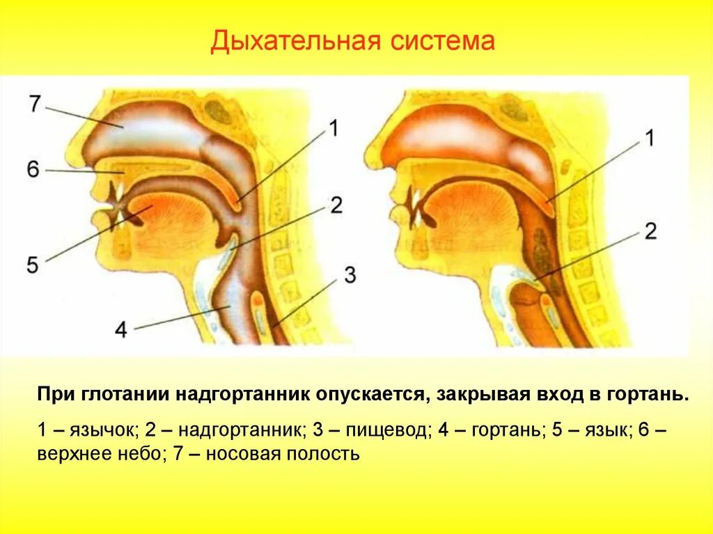 Схема пищеварения. Анатомия глотка гортань трахея. Дыхательные пути в горле. Пищевод и дыхательная трубка бесчелюстных производные глотки. Носовая полость и глотка анатомия.