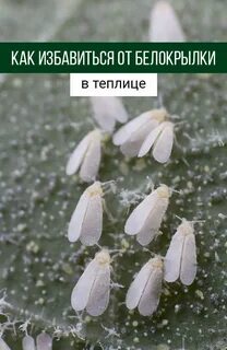 Белокрылка в теплице как избавиться