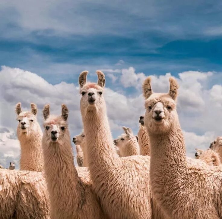 Лама альпака гуанако. Ламы и альпаки. Альпака, вид ламы. Эль Пако лама. Llama2