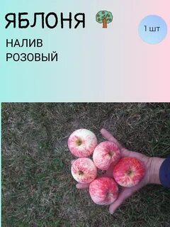 Сорт яблони розовая