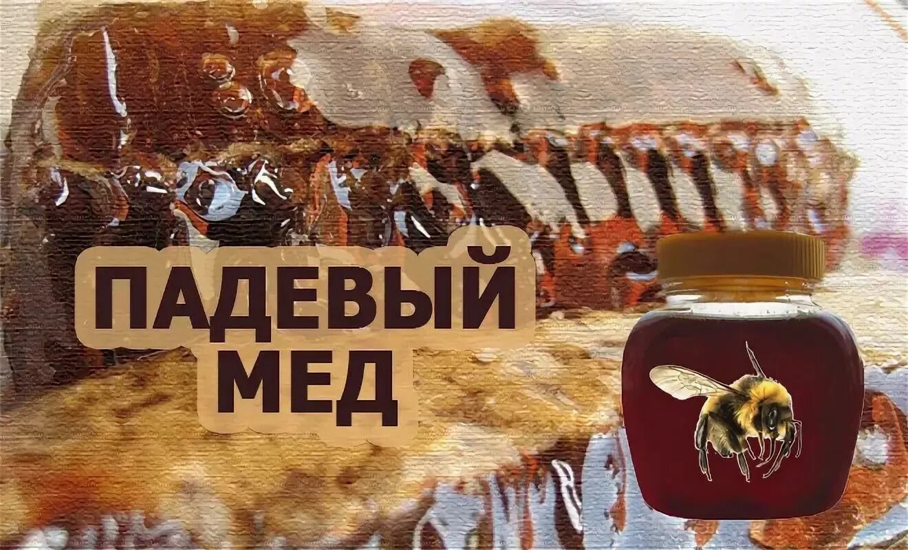 Что такое падевый мед. Падевый мед. Падёвый мёд. Падевый мед фото. Падевый мед мед.