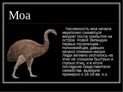Моа это