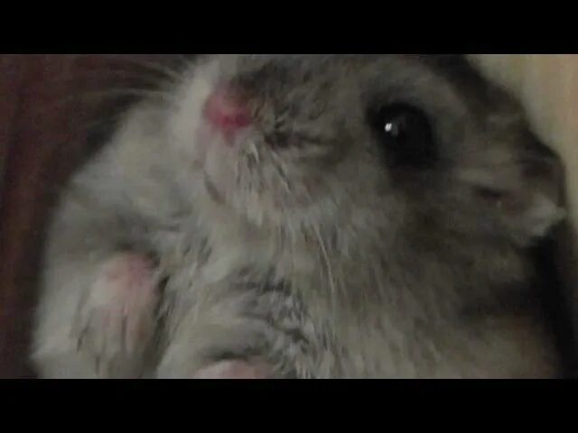 Крик шиншиллы. Звуки хомяков. Крыса декоративная звуки. Сирийский хомяк на белом фоне. Крыса издаёт странные звуки.