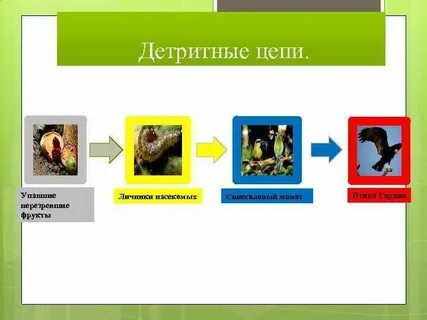 Составьте детритную цепь питания