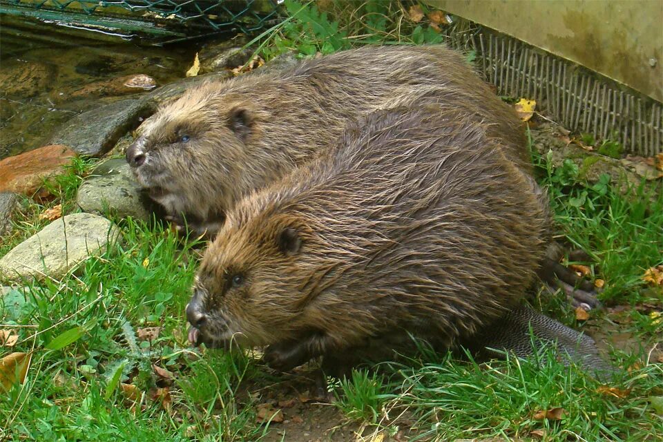 Живого бобра. Мебель саро купить. Бобр бу объявления продам. Канадский и европейский бобр. Бобр бу объявления продам.