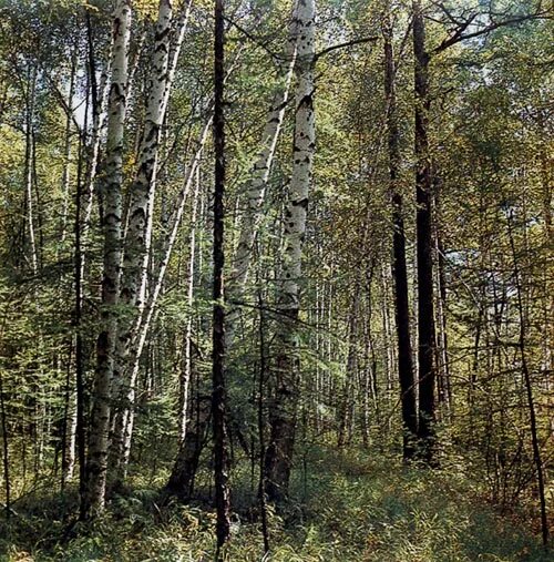 Изменения на березке. Вторичные леса. Смена древесных пород. Лес подлесок и на лесоведении. Ядровые спелодревесные и заболонные древесные породы.