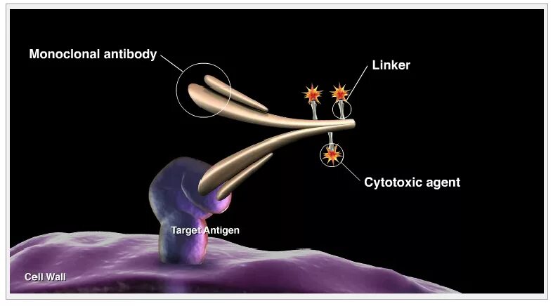Терапевтические моноклональные антитела. Конъюгированные моноклональные антитела. Моноклональные антитела микробиология. Моноклональные иммуноглобулины. Клон антитела