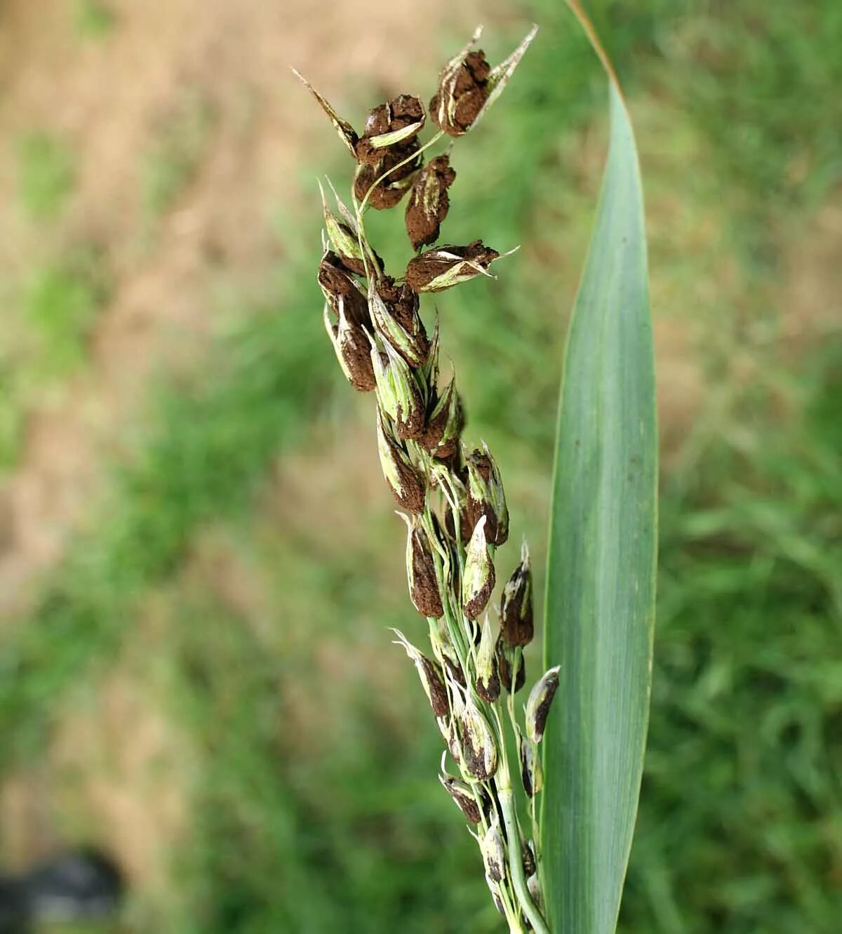 Пыльная Головня (Ustilago tritici). Пыльная Головня ячменя. Пыльная головка овса. Пыльная Головня кукурузы. Пшеничный гриб