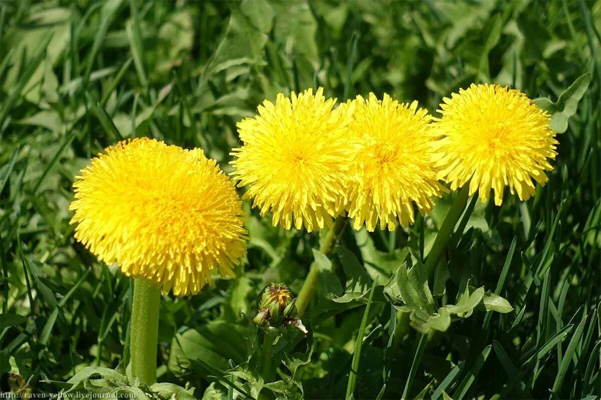 Одуванчик Taraxacum officinale. Taráxacum officinále - одуванчик обыкновенный[. Taraxacum officinale f.h.Wigg. – Одуванчик лекарственный. Одуванчик полевой семейство сложноцветных. Как заваривать цветы одуванчика