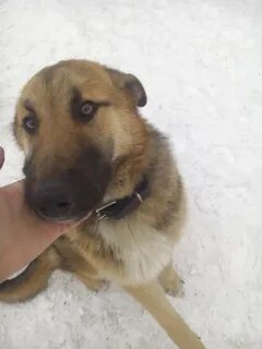 Найдена собака москва и область
