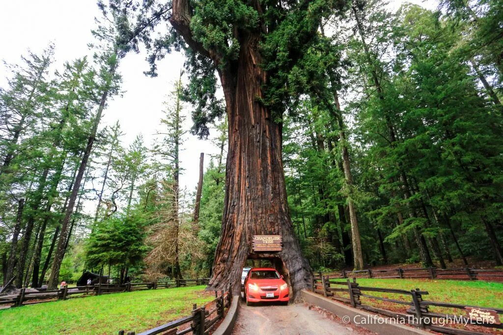 Деревья 7 м. Секвойя парк Екатеринбург. Секвойя дерево дом. Chandelier Tree дерево Калифорния. Секвойя аттракцион.