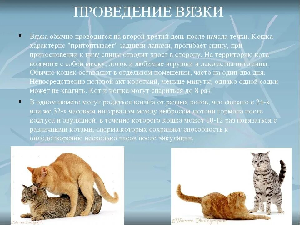 В каком возрасте кот может оплодотворить кошку. Спаривание котов. как происходит спаривание у котов. спаривание кошек схема.