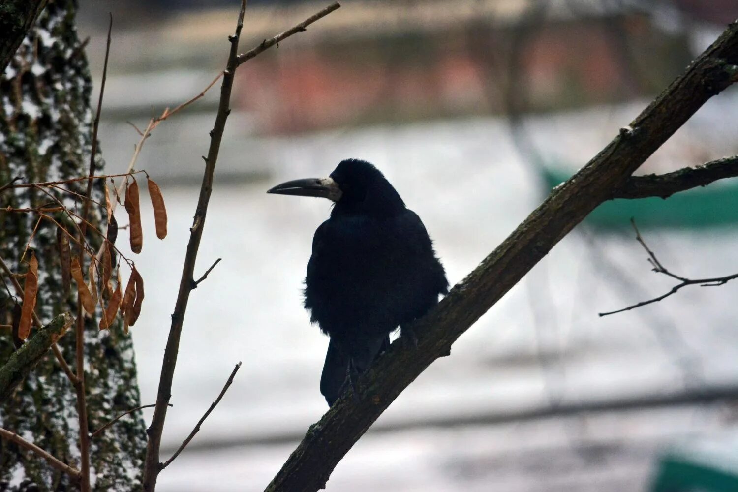 Черная птица с длинным черным клювом. Чёрная ворона с длинным клювом. Черная птица с длинным узким клювом.