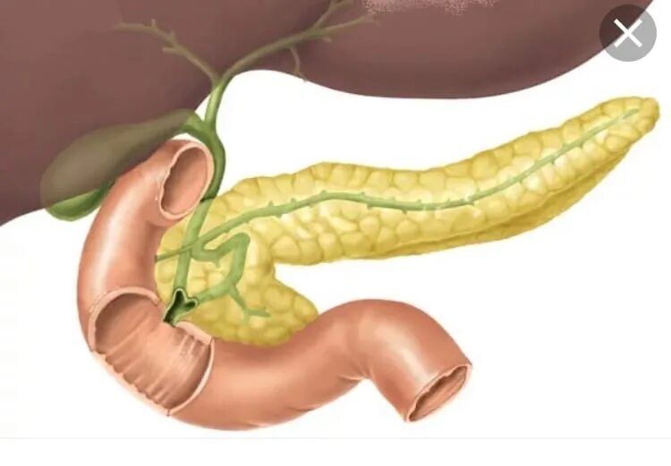 Панкреатический сок печени. Поджелудочная железа человека. Поджелудочная железа фото человека анатомия. Поджелудочная железа фот. Здоровая поджелудочная.