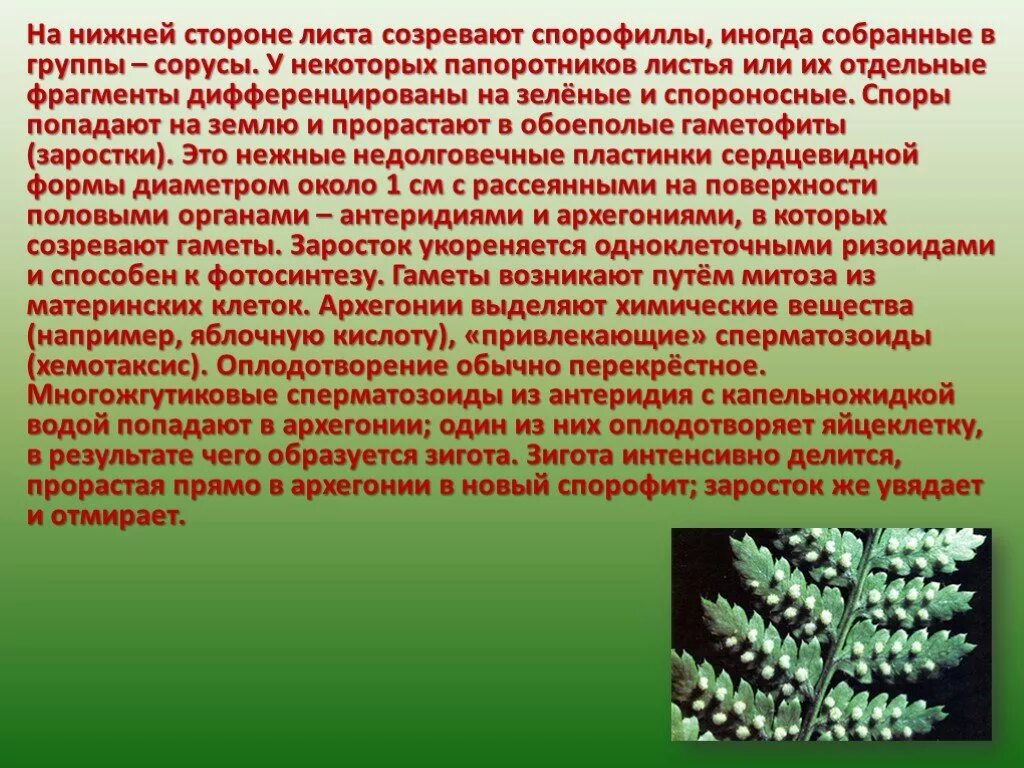 Папоротниковидные презентация. Отдел Папоротниковидные презентация. Папоротник сорусы на нижней стороне листа. Споры созревают на нижней стороне листьев. Споры развиваются в сорусах