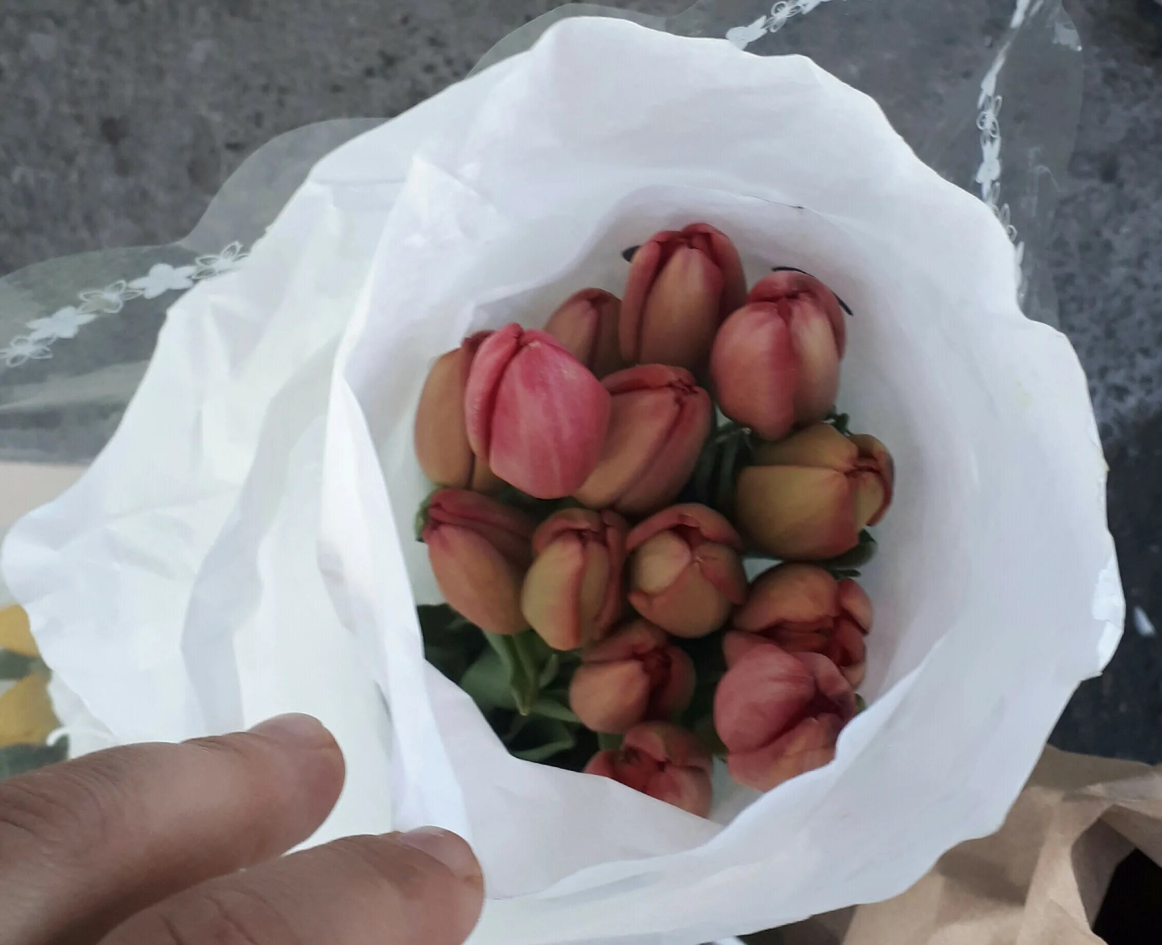 тюльпаны оптом нижний новгород от производителя. семена тюльпанов упаковка. тюльпаны орск. тюльпаны орск. тюльпаны орск.