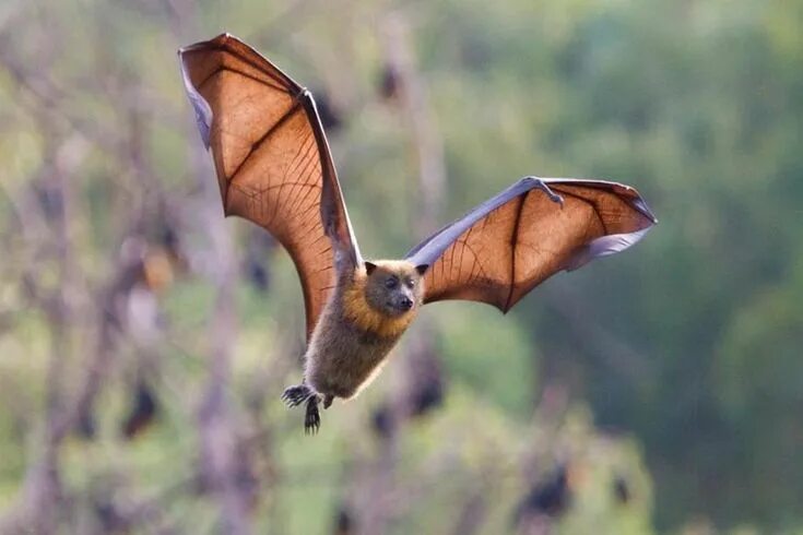 Летучие животные фото The Beauty of Wildlife Mammals, Fox bat, Animals beautiful