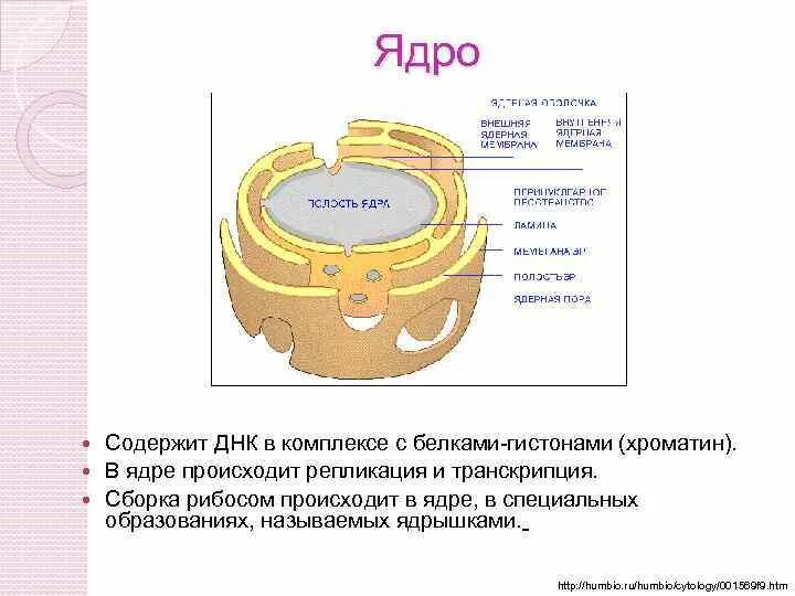 Взаимосвязь ядра и рибосом. Рибосомы в ядре. Синтез рибосом в ядрышке. Сборка рибосом происходит в. Ядро содержит.