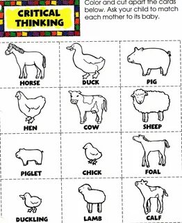 Animals exercises