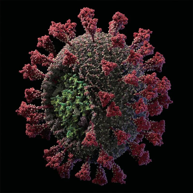 Вирус коронавирус под микроскопом. Вирус коронавирус микроскоп. Вирус SARS-cov. Вирус SARS-cov-2 под микроскопом. Штаммы коронавируса мире