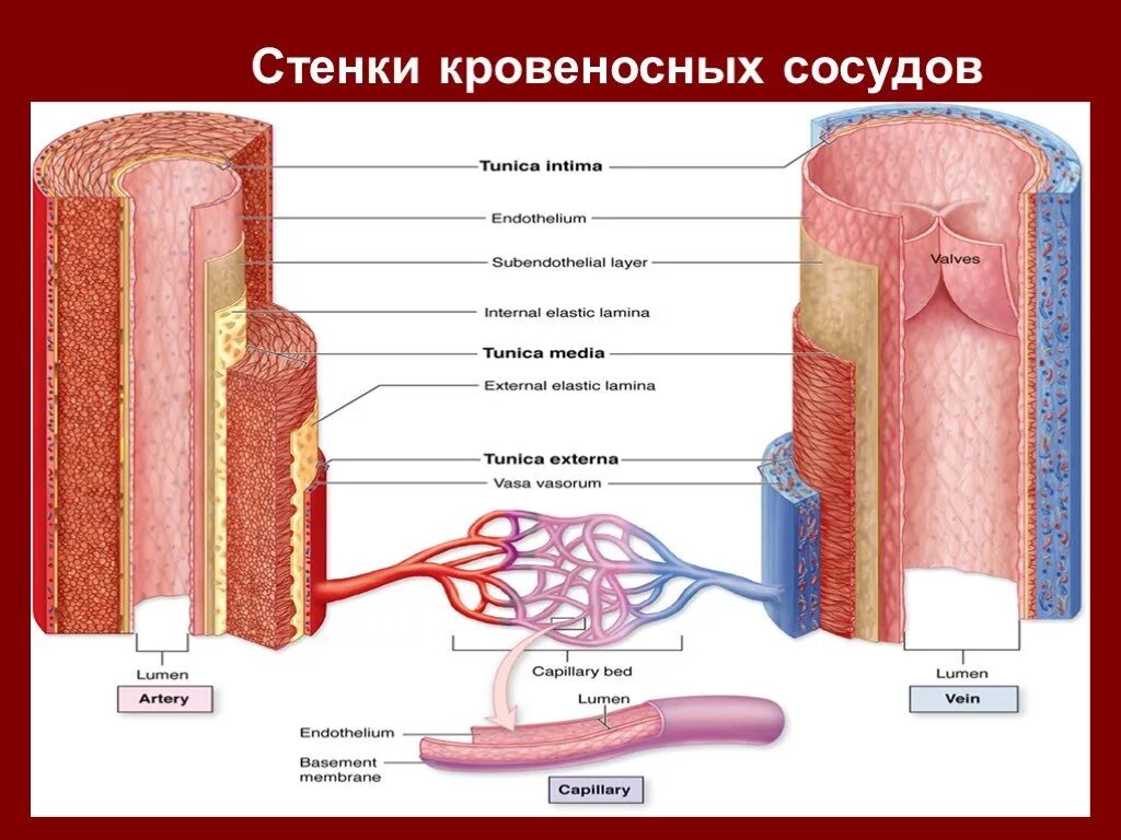 Стенка кровеносного капилляра. Движение стенок кровеносных сосудов называется. Структура стенки венозного сосуда. Движение стенок. Движение клеток кровеносных сосудов.