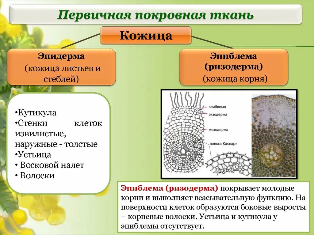 Функция образовательной ткани у растений 6 класс. Первичная покровная ткань эпидерма. Ризодерма покровная ткань. Эпидерма ризодерма перидерма. ) Ризодерма (покровная ткань корня).