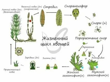 Зародыш хвоща хромосомный набор