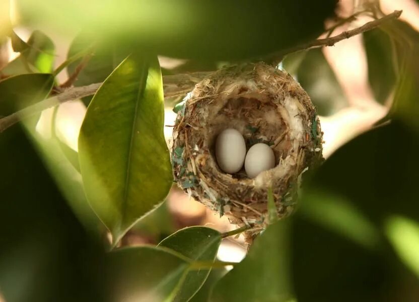 The nest of pea