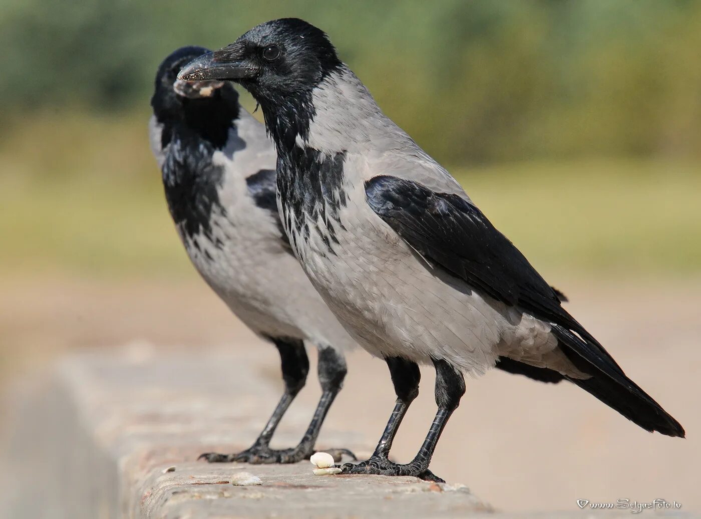 Серая ворона самец и самка отличия. Грач птица самец и самка. Ворона вор. Серая ворона самка. Серая ворона самка.
