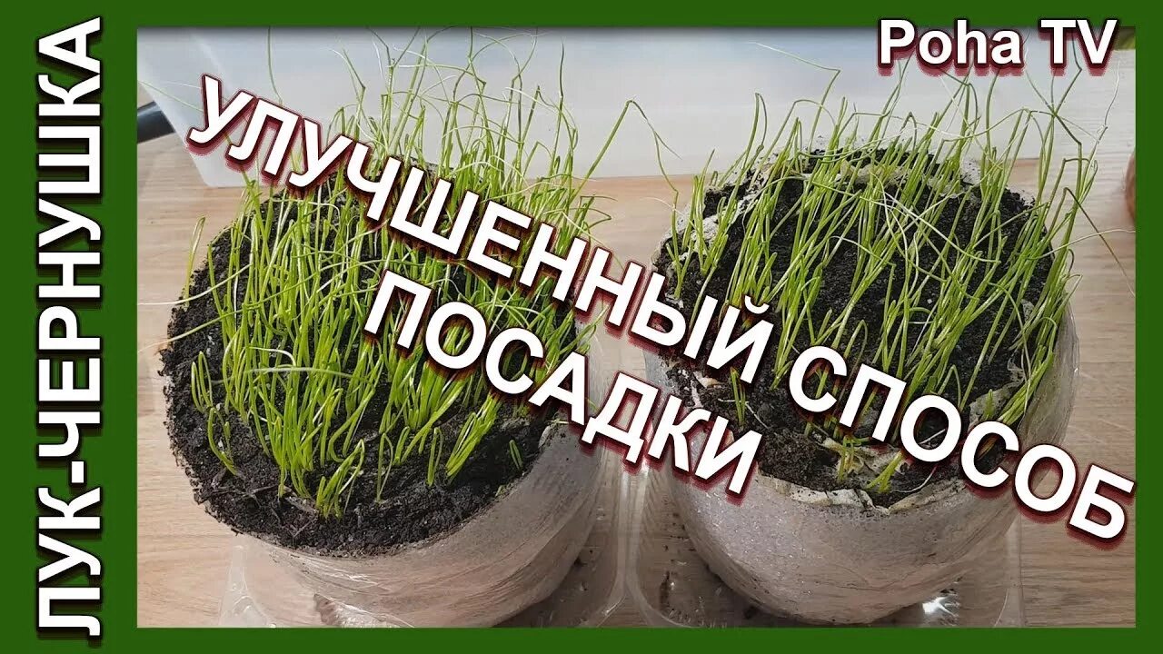 Как посеять лук в улитку. Рассада Эксибишен в улитке.