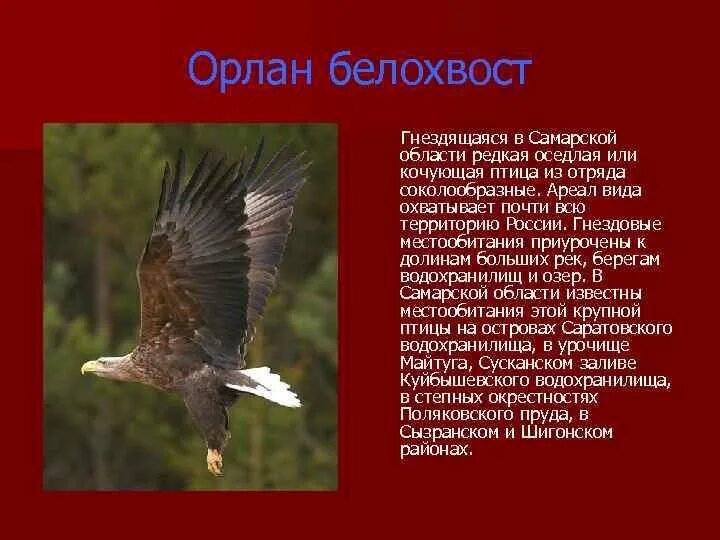 Красная книга Самарской области 1 том Птицы CD6