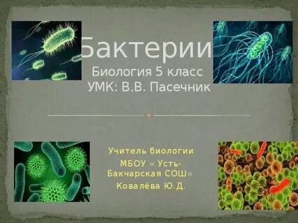 Видеоурок бактерии 3 класс