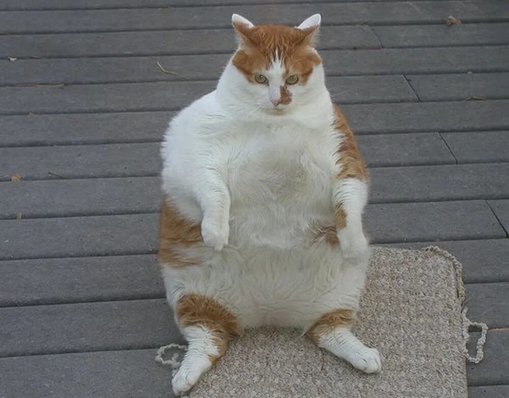 Толстая жизнь животных. Толстый кот. Очень жирные коты. Пузатый котик. Смешной толстый кот.