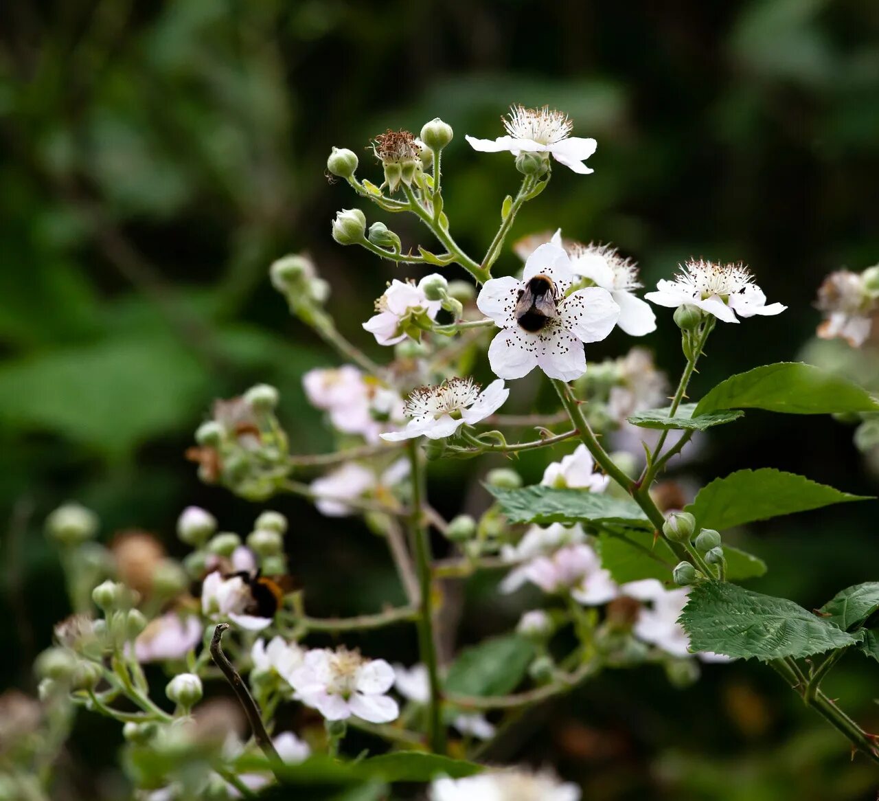 Yaban cicekleri турецкий. Ежевика цветет. Как цветет ежевика. BLACKBERRY blossoming.