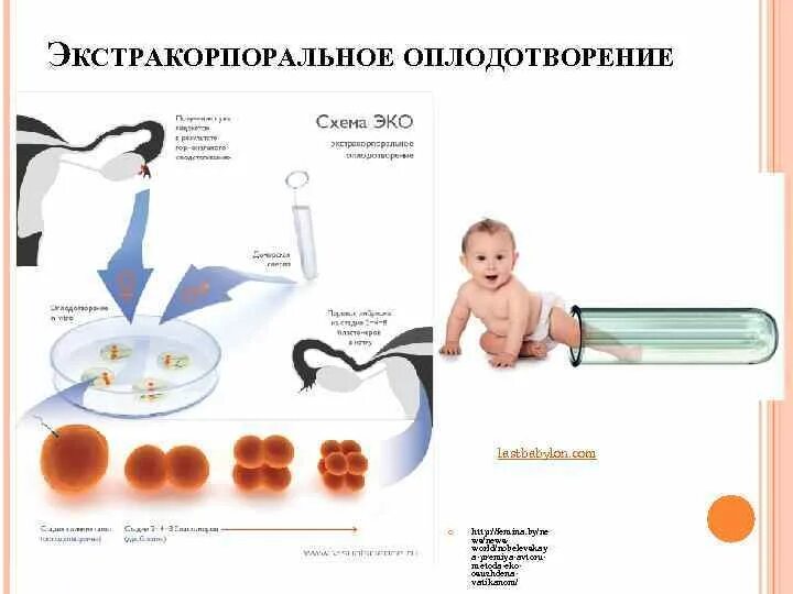 Эко экстракорпоральное оплодотворение. Эко это искусственное оплодотворение. Экстракорпоральное оплодотворение схема. Искусственное оплодотворение этапы.