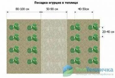 Посадка огурца в теплице расстояние