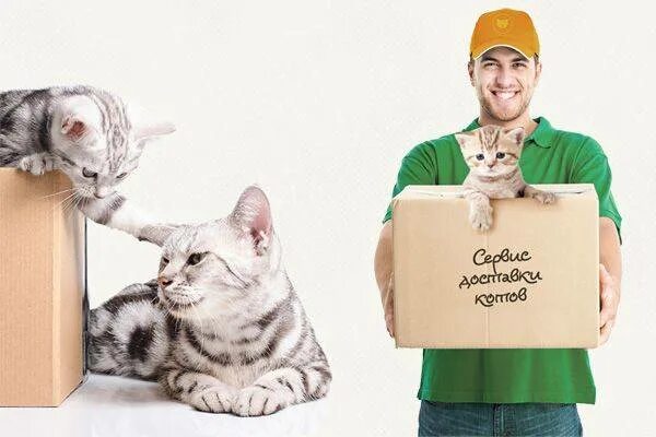Переезд котенка в новый дом