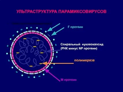 Возбудитель паротита