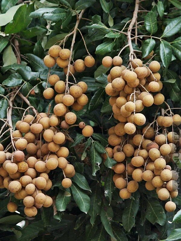 Лонган artfruit. Лонган глаз дракона. Лонган глаз дракона. Димокарпус лонган. Лонган глаз дракона.