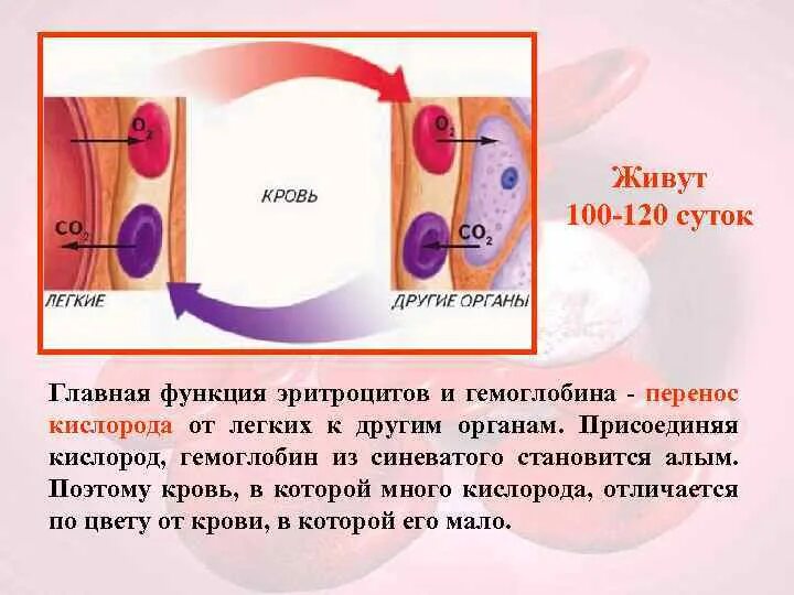 Перенос кислорода гемоглобином. Перенос кислорода в крови эритроцитов. Перенос кислорода гемоглобином схема. Что переносит кислород в крови. Как изменяется кислород в крови
