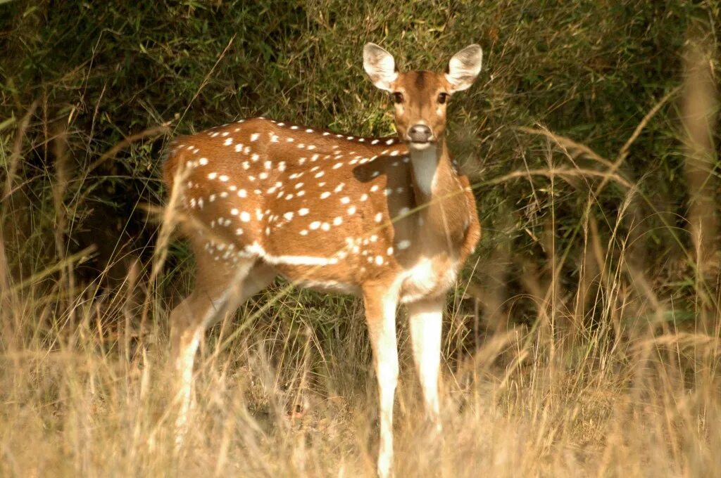 пятнистый олень уссурийский заповедник. уссурийская тайга пятнистый олень. пятнистый олень книга. пятнистый олень красная книга. аксис (олень).