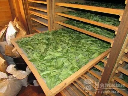 Как правильно хранить лавровый лист