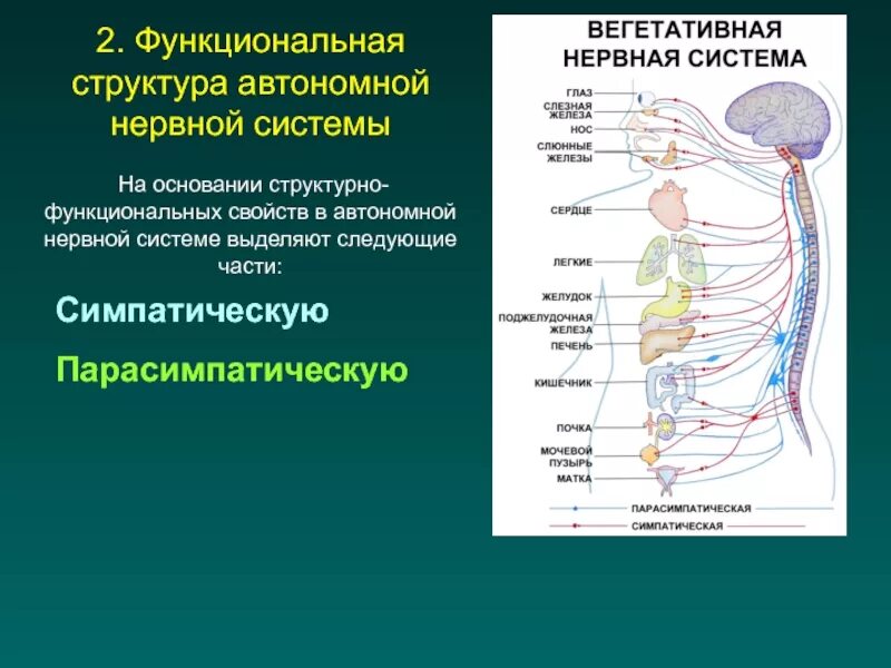 Нервные центры симпатического отдела. Строения вегетативной нервной системы. Схема кратко. Строение и функции отделов вегетативной нервной системы. Автономный вегетативный отдел нервной системы. Вегетативная автономная нервная система.